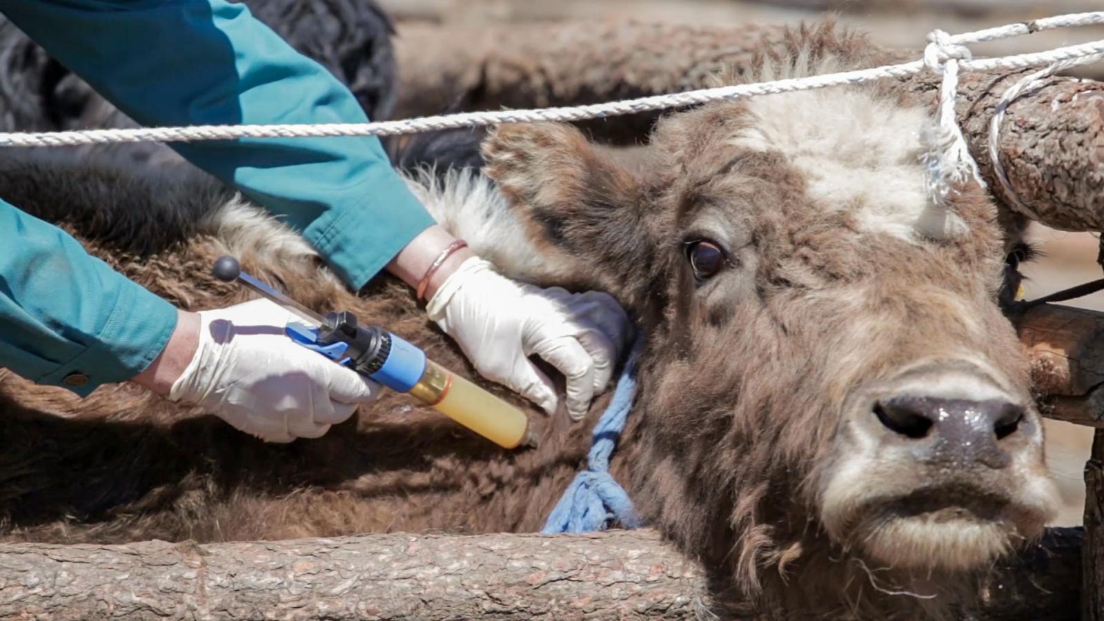 FMD confirmed in Selenge Province